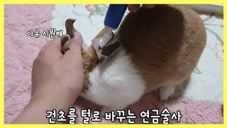 토끼는 털이 얼마나 많이 빠질까!?