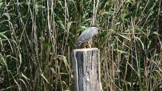 【野鳥】浮間公園のササゴイ（2）