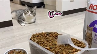 ダイエット食を混ぜられてるのに気づいてしまった猫の反応がこちらです…笑