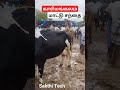 cow market karimangalam today sakthitech காரிமங்கலம் மாட்டு சந்தை