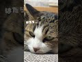 猫は今日も働きません cat 猫 猫のいる暮らし