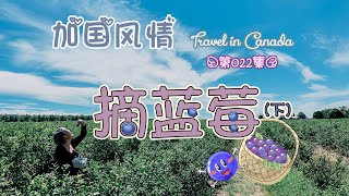 开心农场“蓝莓季”（下）~“加国风情”的第22期节目！农场~采摘~蓝莓~摘蓝莓的技巧~不同的口味~吃倒牙~pick blueberry~Travel in Canada~#文化仁~#SmartNuts