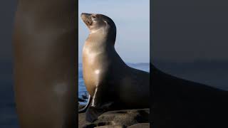 What sound does Seal makes?