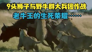 罕见的9头狮子和野牛大兵团作战，双方反复拉锯，焦点就在老牛王