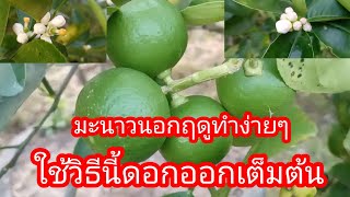 วิธีทำมะนาวนอกฤดูแบบง่ายๆ เห็นผล100% ทันขายช่วง มีนาคม-เมษายน