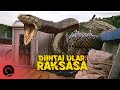 ADA ULAR SEGEDE INI DIHUTAN KALIMANTAN | Alur Cerita Film ANACONDA 2