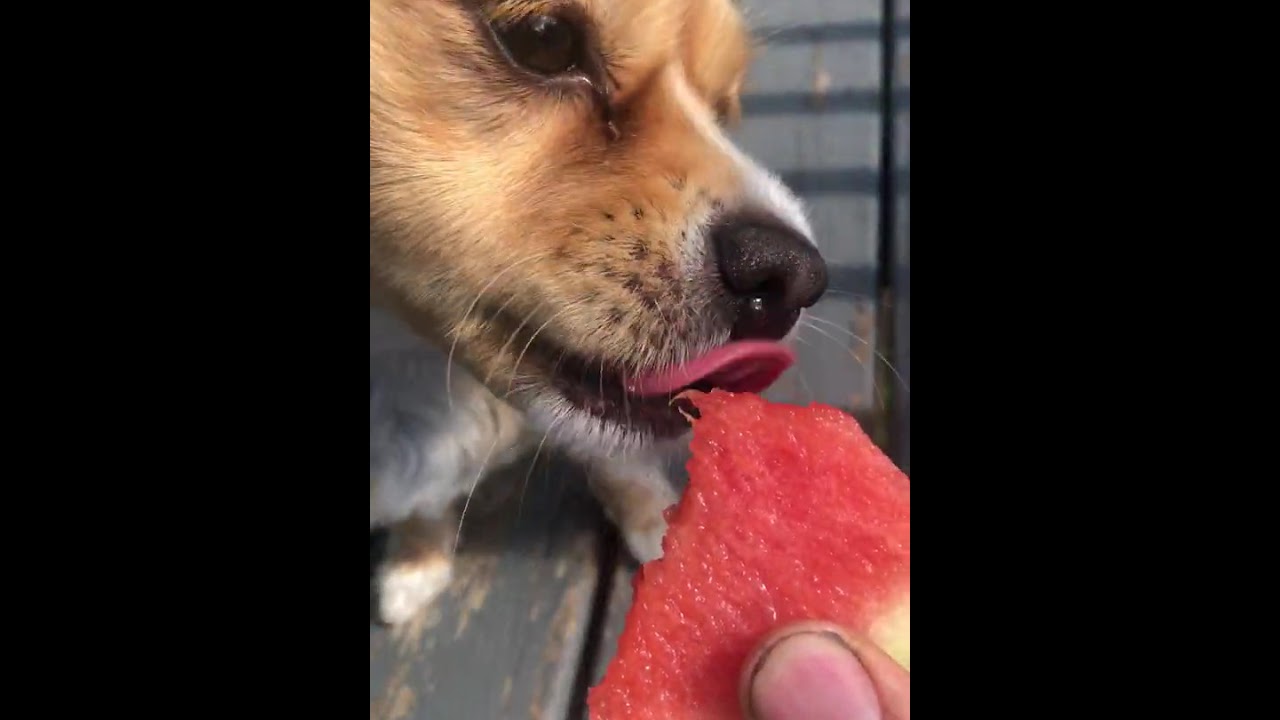 Dog Eating A Watermelon Youtube