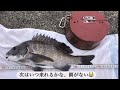 軟調竿の落とし込み釣り　徳島津田一文字　イガイダンゴ　一対一の鳴門リール