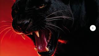 DONT BLINK - NATURAL SELECTION