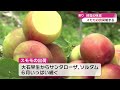 「たわわに実ったスモモ 県内一の産地・高知市五台山で露地モノの出荷始まる」2024 5 30放送