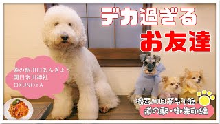 【埼玉川口ぶらり旅】川口おススメのグルメお店で大きな看板犬に出会った？！道の駅＆御朱印巡り！【道の駅川口あんぎょう・朝日氷川神社】