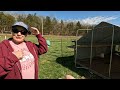 Crazy Cluckers Farm Vlog Extended!
