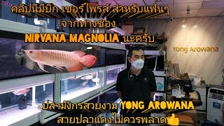 ปลามังกร​สวยงาม​ ร้านย้ง​ อ​โร​วา​น่า​(Yong​ Arowana)​Ep.2​