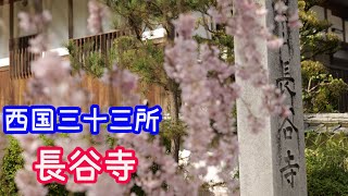 【奈良観光】長谷寺桜　NARAJapan　奈良の桜の名所