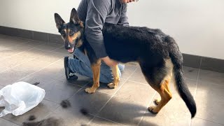 How Much Fur Falls Out From My German Shepherd Dog!? It Is The Time Of Year When She Loses Her Fur.