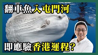 2022-04-26 潘焯鴻 Jason Poon｜翻車魚 (Mola Mola) 闖入屯門河・異象莫非藏有玄機？