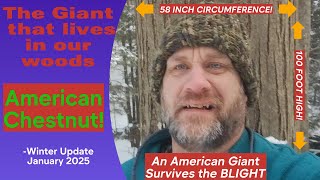 Our American Chestnut is a GIANT