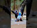 pigeon submits to eagle a tale of power and helplessness shorts youtubeshorts