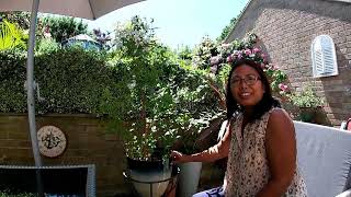 Propagating and Pruning my Philadelphus Plant \