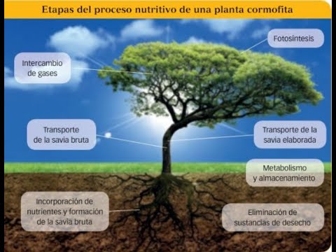 Tema 7. 2ª Parte. Vídeo 3. La Nutrición En Las Plantas - YouTube