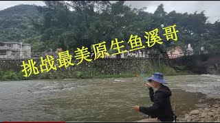 溪流急流里面的溪哥长鳍鱲又大又肥密度高，今天钓鱼拉爽了，颜色很漂亮，2米7的小短竿钓组及其简单保证不打龟