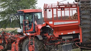 Sugar Beet Harvest 2021 - HOLMER Terra Dos T3 - CASE IH  MX285 \u0026 380 CVT - Magnum - Richardton 975