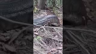 Pescador flagra cobra anaconda gigante na floresta amazonica