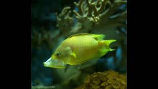 The slingjaw wrasse, Epibulus insidiator, is a species of wrasse from the family Labridae