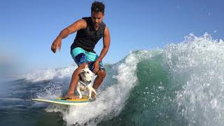 French Bulldog Water Surfing With Owner