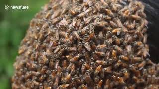 Indian woman covers her face with hundreds of bees to raise conservation awareness