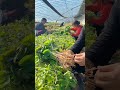 Sweet Potato Seedlings Are Ready #satisfying #short