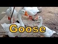 Funny GOOSE GEESE Sound fx / Suara Binatang Angsa Soang [HD]