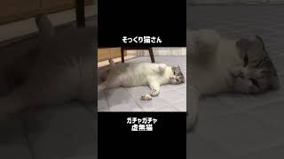 【そっくり！？】猫？おもちゃ？　#shorts #ガシャ