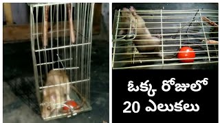 #useful#Tips Easy Rat/Mouse Trap With Tomato#Rat Catching