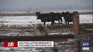 USU studies how cows can help with climate change