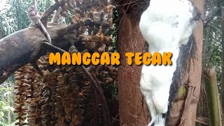 Cara menyadap aren bandel jenis manggar tegak,pemotongan,pemeraman sampai panen nira