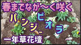 【ガーデニング】パンジー\u0026ビオラの植え付け#金魚草#ウインターコスモス