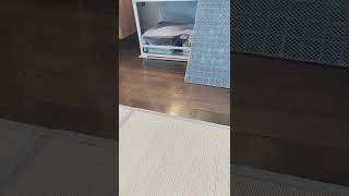 自分で部屋に帰るイグアナ