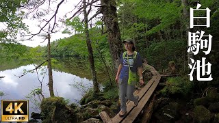 4K映像❇︎もののけの森【北八ヶ岳 白駒池キャンプ2020夏】神秘の苔と原生林 Shirakomapond