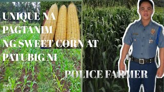 MACHO F1 SWEET CORN, UNIQUE ANG PAGTANIM || POLICE FARMER