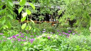 鎌倉巡り・・・東慶寺　花菖蒲。