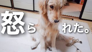 反省顔は得意な愛犬