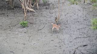 সুন্দরবনের হরিণ। Deers of Sundarban #sundarban #deer #forest #nature #tour #travel #wildlife #animal