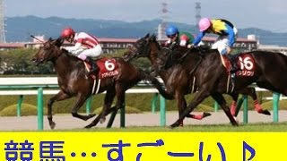 競馬の結果すごいことに…史上最高の３億９５６６万！的中は１票、人気馬総崩れ