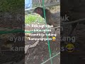 Tulang Kampung bikin reban ayam gaiss😂