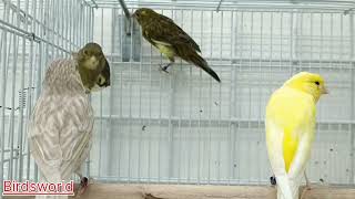 spain canary watch & enjoy friends#japan #hosok #lark #canary #sound #birdsworld #0129#kanariesang