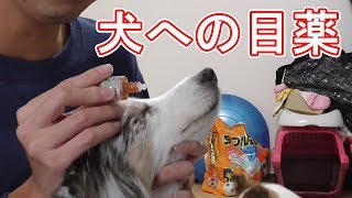 【可愛いシェルティ】犬への目薬の打ち方