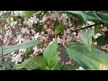 indian beads clerodendrum smithianum ఇండియన్ బీడ్స్ plant care u0026 propagation prema s garden