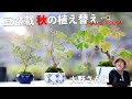 [Mame Bonsai] Autumn replanting special! Purple shikibu, akebia, crape myrtle, odor maple [Bonsai Q]