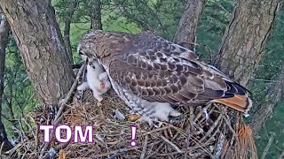 Reakcja Toma na 🐥drugie pisklę - Angel \u0026 Tom - 01 05 2023 Red Tailed Hawk